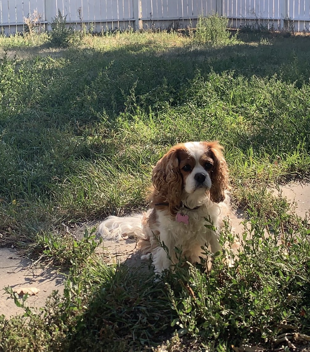 brown and white dog named penny