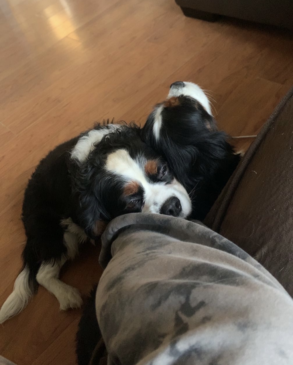 brown and white dog named penny