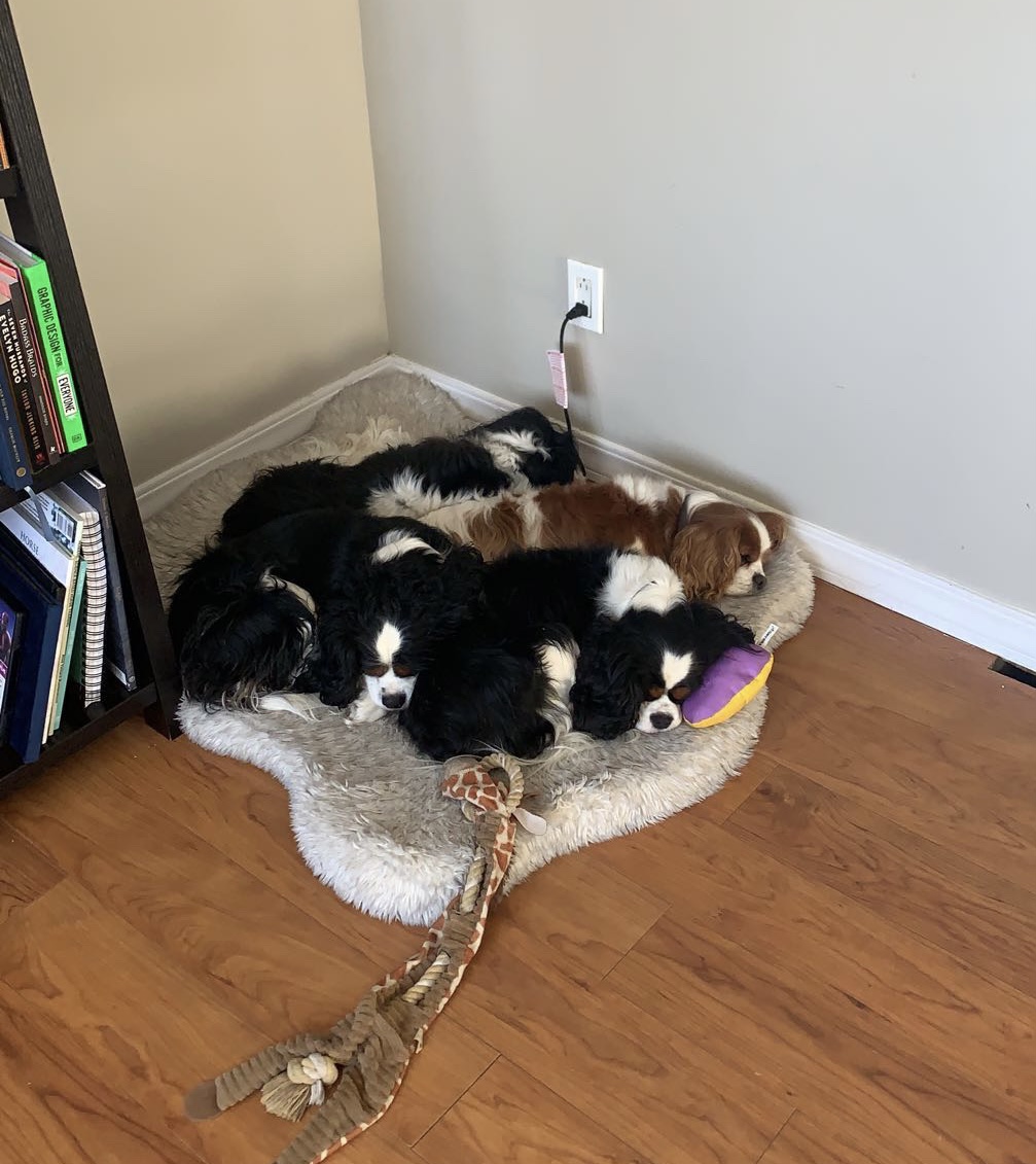 black and white dog named stevie