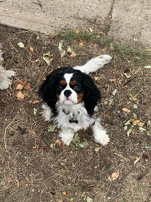 black and white dog named stevie